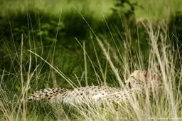 Cheetah ontsnapt uit verblijf in Beekse Bergen, park gesloten