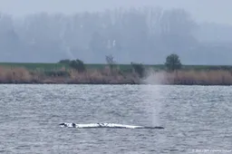 Karkas bultrug Timmy op land getrokken in Denemarken