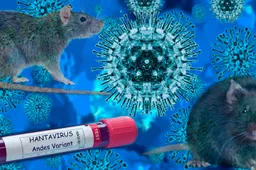 GGD ligt te slapen: Passagiers van dodelijke hantavirus-vlucht wekenlang niet geïnformeerd