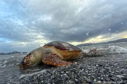 VN-rapport: gezondheid van oceanen is ernstig in gevaar