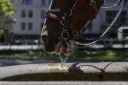 Paard slaat op hol in Central Park in New York, toerist omgekomen