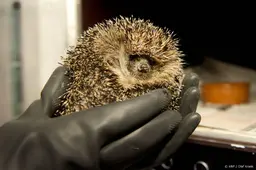 Dieren in problemen door aanhoudende hitte en droogte