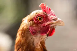 Naast verlies vergunning dreigt ook boete voor Brabantse boeren