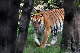 WWF: aantal tijgers in Nepal verdrievoudigd in zestien jaar tijd