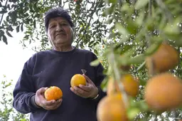 Justitie in Bolivia gelast arrestatie oud-president Evo Morales