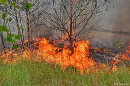 Natuurbrand in Bergeijk in Noord-Brabant onder controle