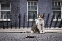 Britse Larry the Cat geeft teken van leven