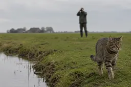 Uw huiskat kan voor ‘verwilderde kat’ worden aangezien - Overijssel kijkt naar Fries afschotmodel