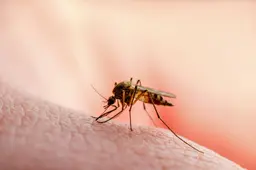 Westnijlvirus duikt na jaren weer op: RIVM bevestigt besmetting bij Nederlander