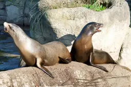 Asielzoekers denken dat álles kan in Blijdorp: Beveiligers halen tweetal uit zeeleeuwenverblijf