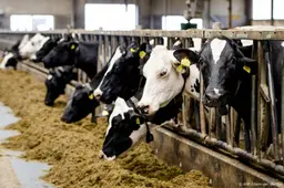 PBL: Gedwongen krimp veestapel vooralsnog nodig voor stikstofdoel