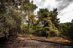 Publiek kan weer naar natuurgebied bij Venray na grote brand