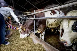 Utrechtse gemeenten uiten zorgen over provinciaal stikstofplan