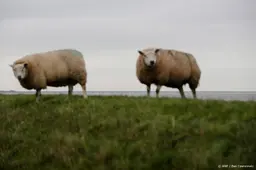 Schapen mogen weer grazen langs Waddenzee, behalve op Texel