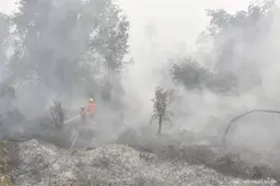 Branden in Indonesië gevaar voor ernstig bedreigde orang-oetan