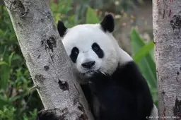 China stuurt twee reuzenpanda's naar de Verenigde Staten