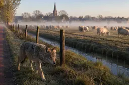 Wageningse modellenuniversiteit wil tot 56 wolvenroedels in Nederland: Kabinet trekt eindelijk een harde streep
