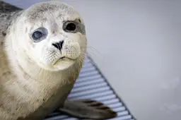 1,1 miljoen euro aan donaties voor noodlijdend zeehondencentrum