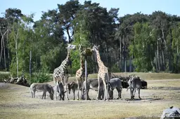Situatie aangevallen dierenverzorgster Beekse Bergen precair
