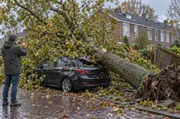 Omgewaaide boom ligt op het dak van een geparkeerde auto in een woonstraat na een herfststorm.