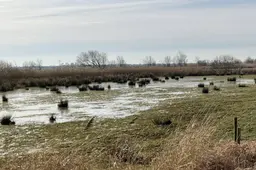 Herinrichting uiterwaarden Meppelerdiep (5) gesneden (1)