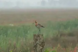 weidevogel-anv-horst-en-maten