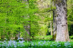 couleur-forest-2223184