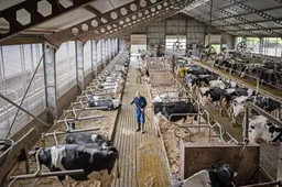 Foto Marcel van Kammen