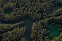 caddo lake 0