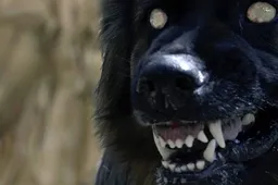 dogs 4