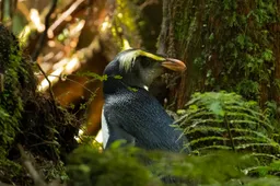 Our_Planet_II_DSCF1186