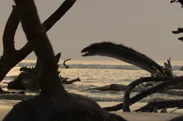 The_Dinosaurs_n_S1_E1_00_11_23_19