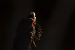 Whispers-in-the-Woods_st_3_jpg_sd-high