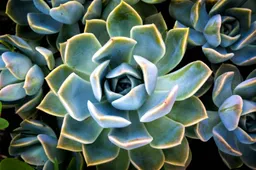 Dit zijn de agave trends die in 2025 verwacht worden: Van China tot aan afstappen van mezcal