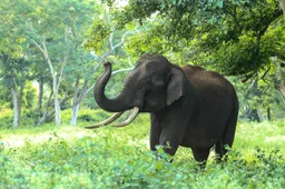Olifant in india wordt dronken én agressief