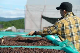 Nieuw onderzoek: schimmelwerende middelen tegen koffieroest giftig voor landarbeiders