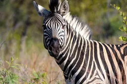 Wist je dat er zoiets bestaat als Zebra Striping?