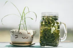 Waarom moet je oppassen met het drinken van groene thee