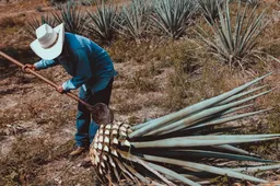 Reis in stijl door Mexico: de Tequila Express trein en is feestelijker dan ooit