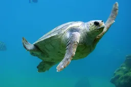 Binnen een jaar wil Hawksbill Rum 100.000 redden