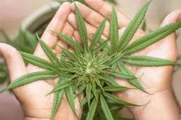 Amerikanen denken dat marihuana gezonder is dan bier