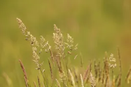grass 3422790 1280