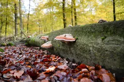 elves bench 3792820 1280
