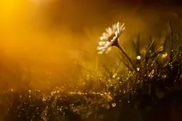 daisy-4373803_1280