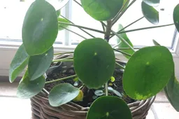 pannenkoekenplant plant