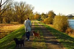 wandelen buiten hond en mens huisdieren