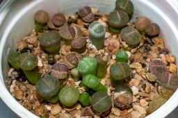 lithops planten levende stenen