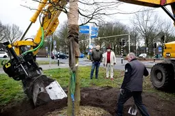 Jubilerende hovenier Fons Linders schenkt Nuenen een rode beuk