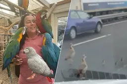 Hartverwarmende actie op drukke Van Brienenoordbrug: Maris redt waggelende ganzenfamilie van de dood