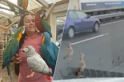 Maris redt met gevaar voor zichzelf ganzenfamilie op drukke Brienenoordbrug: ‘Thuis zorg ik voor 15 vogels’